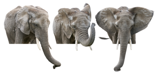 Elephants on White Background