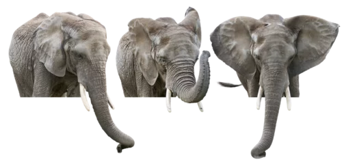 Foto op Plexiglas Elephants on White Background © SunnyS