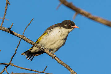Painted Honeyeater in Victoria Australia