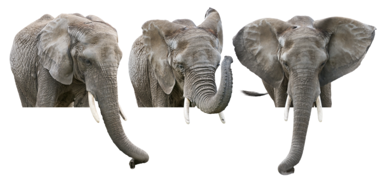 Elephants on White Background