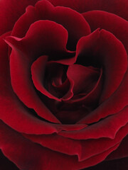 red rose closeup called “La rose de versailles “