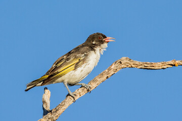 Painted Honeyeater in Victoria Australia
