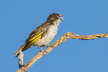 Painted Honeyeater in Victoria Australia