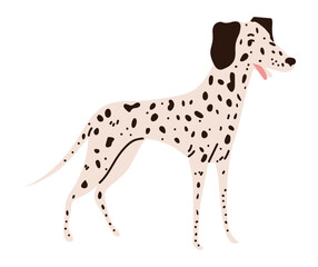 dalmatian dog icon