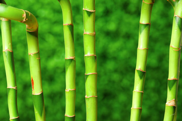 Fresh bamboo stems on blurred background, closeup