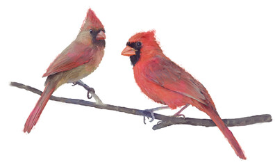 .Male and Female Northern Cardinals Perching on White