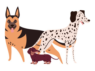 dogs on white background