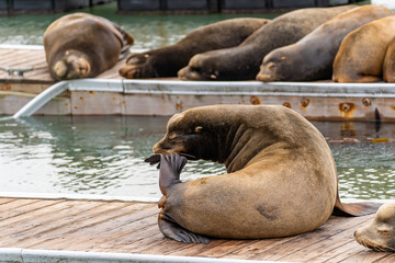 Fototapeta premium California sea lion scratching an itch. Sea lion in its natural habitat.