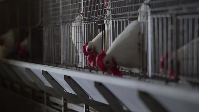 Farmed hen birds eating animal fodder outside the poultry enclosures. Hens eating the grains at the agricultural farm. Farmed hen animals eating scattered food from the battery cages.