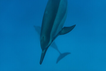 Dolphins