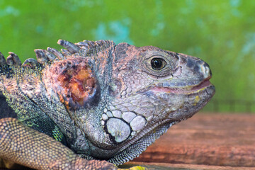 close up of iguana
