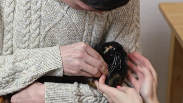 A young caucasian man in jeans and a knitted sweater sitting on a chair holds a tricolor pedigreed cat, and the hands of a young woman put a pill in her mouth, close-up side view.Concept people and pe