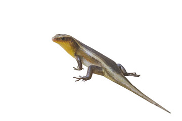 Close-up of East Indian brown mabuya with transparent backgrounds