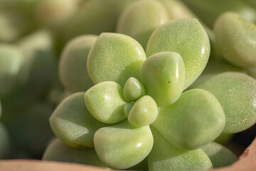 セダム74 プロリフェラ