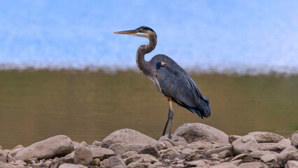 Great Blue Heron - A closeup view of a Great Blue Heron standing on rocky shore of a blue mountain lake. Bear Creek Lake Park, Denver-Lakewood-Morrison, Colorado, USA.