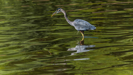 Hunting - A Great Blue Heron hunting in shallow water of a mountain lake on a sunny Summer day. Bear Creek Lake Park, Denver-Lakewood-Morrison, Colorado, USA.