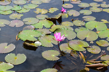A beautiful pink waterlily or lotus flower in pond. Many blooming lotuses