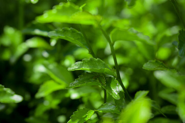 Close-up leaves. Green leaves background, Natural background and wallpaper