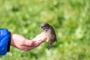 The boy feeds the birds with seeds from his hand. Sparrow eats seeds from the boy's hand