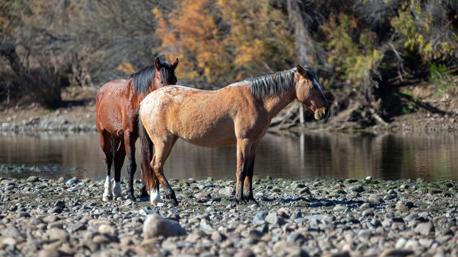 Dun buckskin mare and bay stallion next to the Salt River near Mesa Arizona United States
