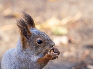 The squirrel with nut sits on tree in the autumn. Eurasian red squirrel, Sciurus vulgaris.