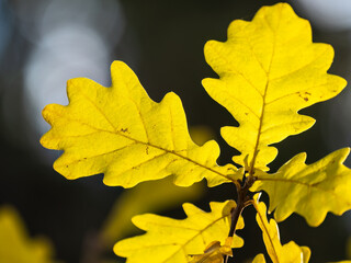 Oak branches with yellow leaves in autumn park