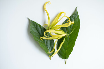 ylang flower on white isolated background (Bunga Kenanga)