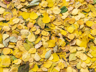 Orange and yellow fallen leaves in the sunlight.