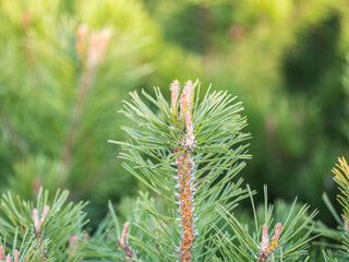 Green small pine trees with fresh shoots in spring or summer