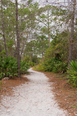 Wooden path, Forest, Vegetation, path of trees, Path, Trail to the lake, Kiplinger Nature Preserve, Stuart, Florida, Path of stairs, stairs in the forest, hiking in florida
