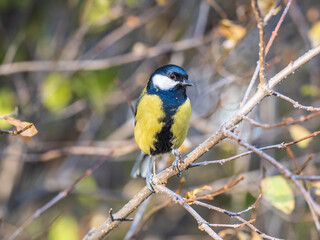 Obraz na płótnie Canvas Cute bird Great tit, songbird sitting on the branch with blured background
