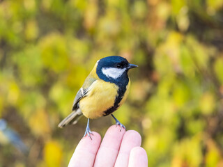 A tit sits on a man's hand and eats seeds.