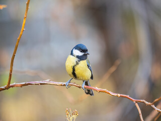 Cute bird Great tit, songbird sitting on the branch with blured background