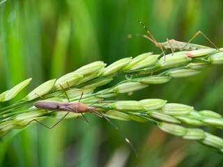 Selective focus of rice ear bug on green paddy under the sunlight with blur background. Macro...