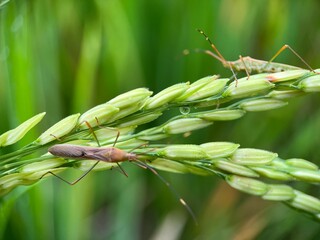 Selective focus of rice ear bug on green paddy under the sunlight with blur background. Macro photography.