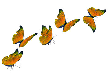 Beautiful orange butterfly