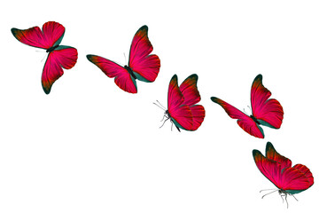 Beautiful red butterfly - 565217427