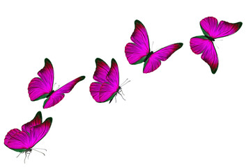 Beautiful pink butterfly