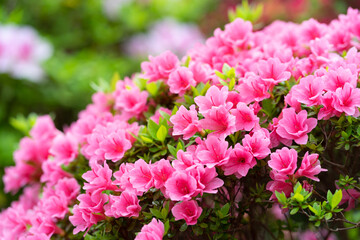 サツキ　Rhododendron indicum