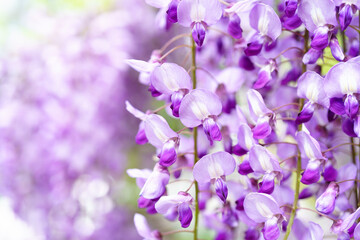 フジの花　Wisteria floribunda