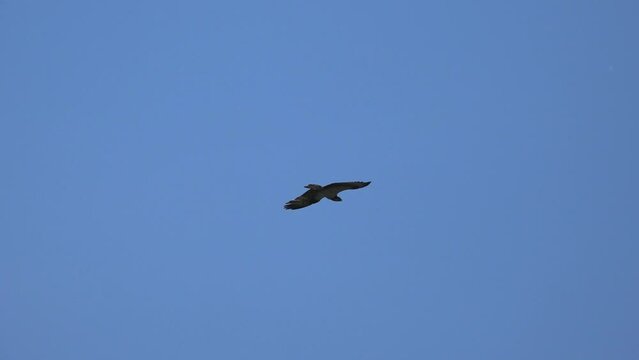 Hawk flies on a clear blue sky. Eagle-snake-eater (Circaetus gallicus, Circaetus ferox).