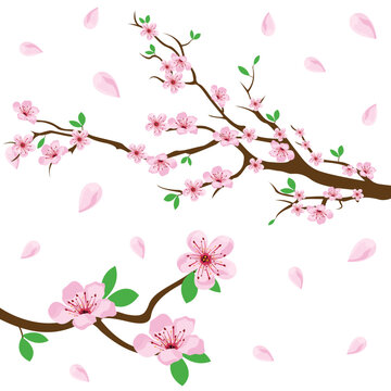 cherry blossom vector illustration design for hello spring