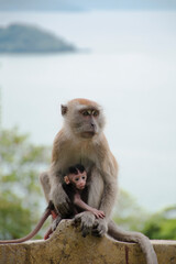 Long-tailed macaque or Macaca fascicularis mother hugging its baby while breastfeeding showing love and affection, ocean background, Padang, Indonesia (Primate day)