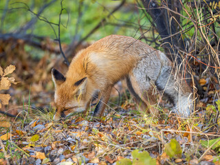 The red fox Vulpes vulpes walks along a path in the forest.