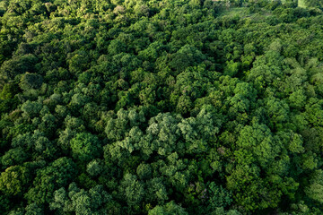 aerial view of dark green forest Abundant natural ecosystems of rainforest. Concept of nature ...