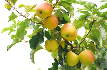 Apple tree branch with several fruits on a summer morning in the garden
