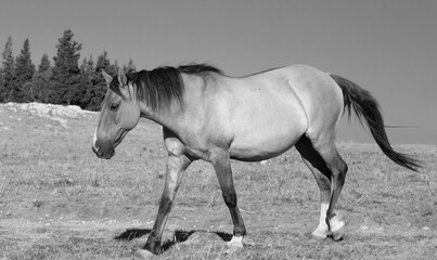 Black and white - Wild Horse Mustang in the western United States
