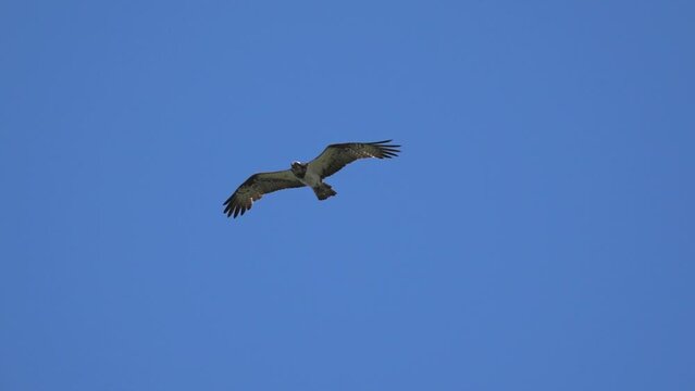 Hawk eagle-snake-eater flies on a clear blue sky. Eagle-snake-eater (Circaetus gallicus, Circaetus ferox).