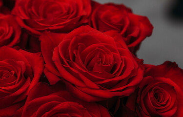 Obraz na płótnie Canvas Valentine. Valentine day. Red rose. Flowers. Gift. 