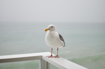 seagull on the pier